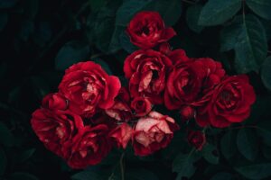 oud perfume trend